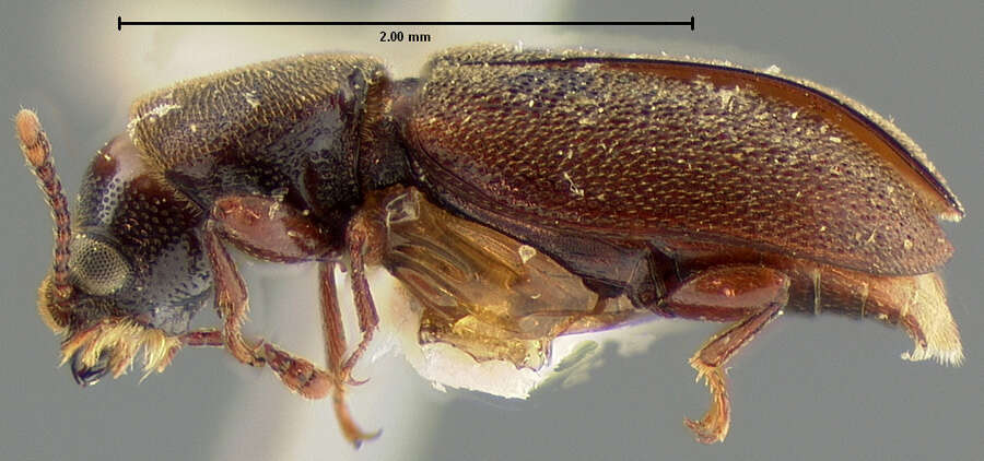 Image of Trogoxylon punctatum Le Conte 1866