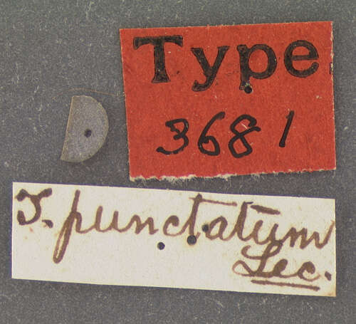 Image of Trogoxylon punctatum Le Conte 1866