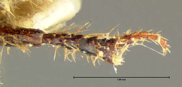 Aegialia crassa Le Conte 1857 resmi