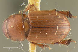 Sivun Rhysothorax rufus (Fabricius 1792) kuva