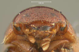 Image of Rhysothorax rufus (Fabricius 1792)