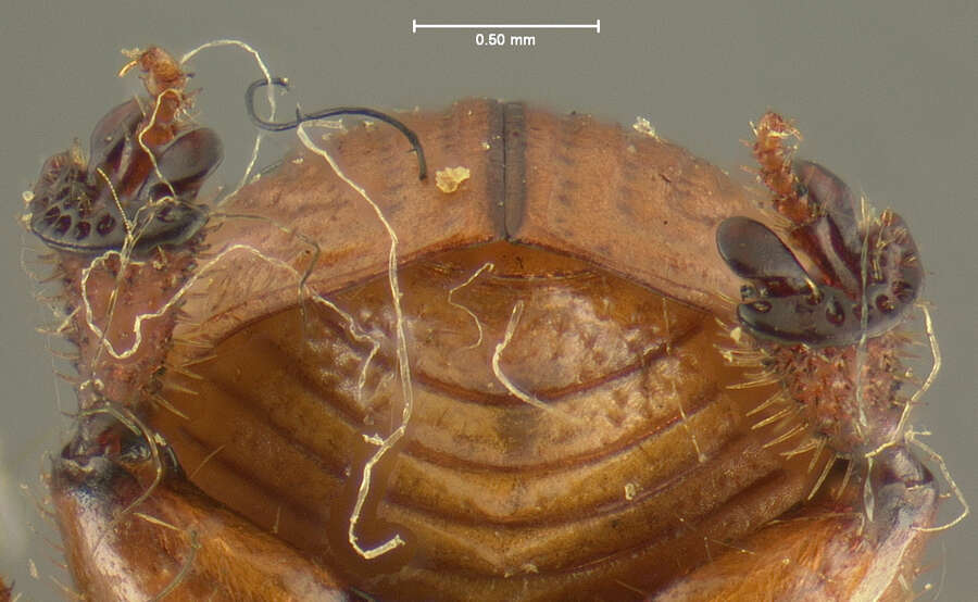 Sivun Rhysothorax rufus (Fabricius 1792) kuva