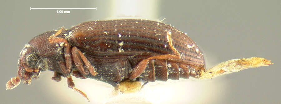 Image of Odontosphindus