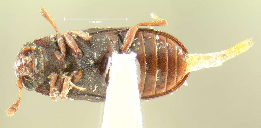 Image of Odontosphindus