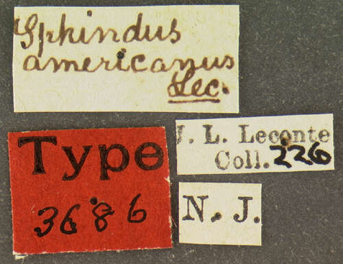 Image of Sphindus americanus Le Conte 1866