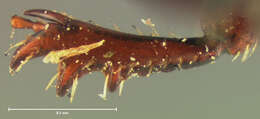 Image of <i>Aphodius alternatus</i>