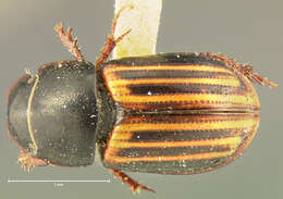 Image of <i>Aphodius alternatus</i>