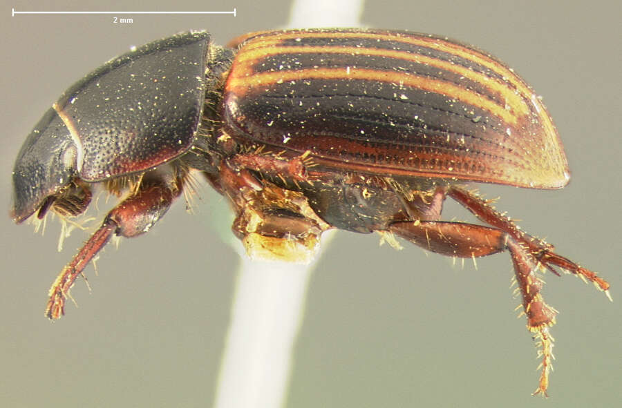 Image of <i>Aphodius alternatus</i>