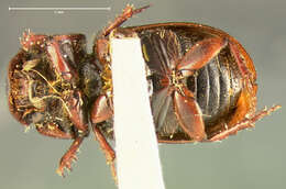 Image of <i>Aphodius alternatus</i>