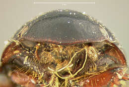 Image of <i>Aphodius alternatus</i>