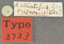 Imagem de Dialytes striatulus (Say 1825)