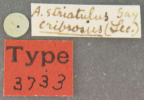 Imagem de Dialytes striatulus (Say 1825)