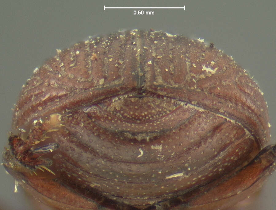 Image of Parapsammodius puncticollis (Le Conte 1858)