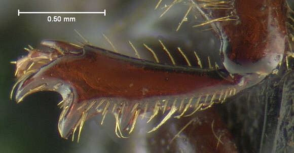 Imagem de Agoliinus bidentatus (Schmidt 1906)