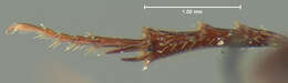 Sivun Agoliinus bidentatus (Schmidt 1906) kuva