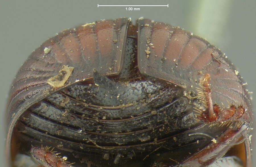 Image of Agoliinus bidentatus (Schmidt 1906)