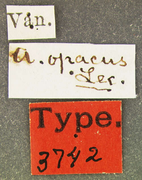 Sivun Erytus opacior (Koshantschikov 1894) kuva
