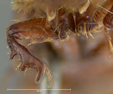 Image de <i>Aphodius militaris</i>