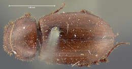 Image de <i>Aphodius militaris</i>