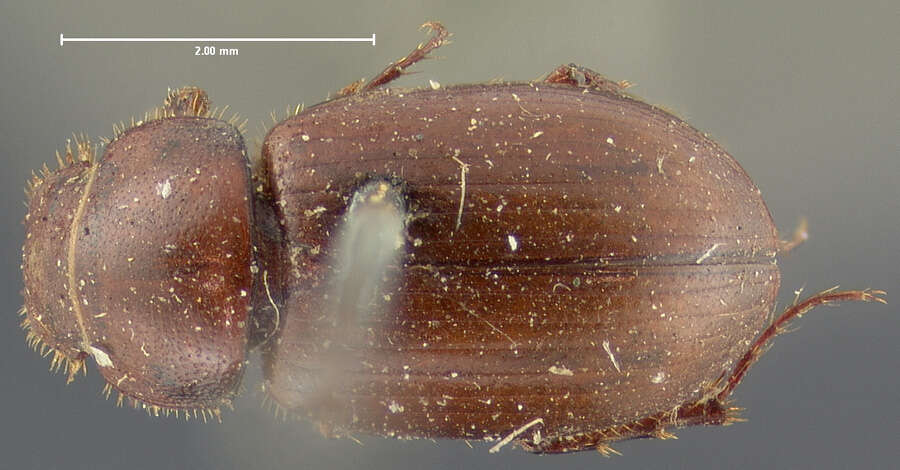 Image de <i>Aphodius militaris</i>