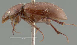 Image de <i>Aphodius militaris</i>