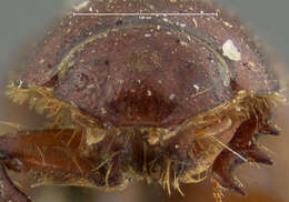 Image de <i>Aphodius militaris</i>