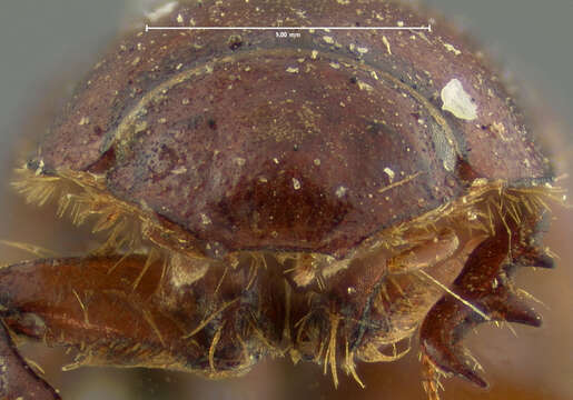 Image de <i>Aphodius militaris</i>