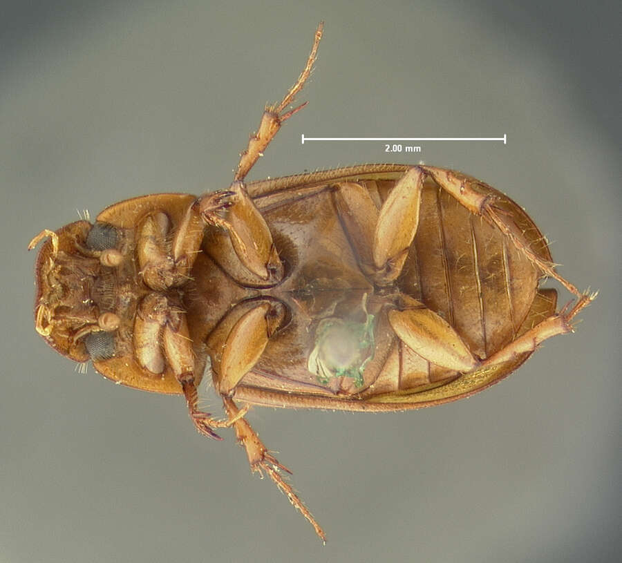 Image of Aphodiidae