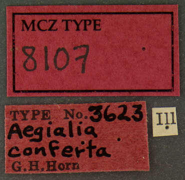 Image of Aegialia conferta Horn 1871