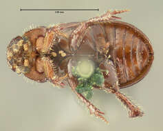 Image of Psammodius laevipennis Costa 1844