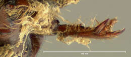 Image of <i>Aphodius congregatus</i>