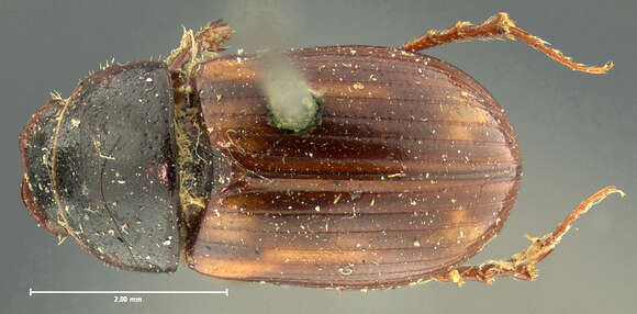 Image de <i>Aphodius congregatus</i>