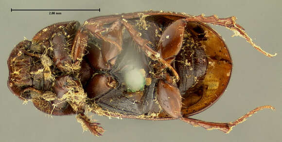 Image de <i>Aphodius congregatus</i>