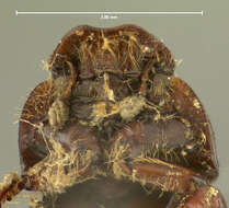 Image of <i>Aphodius congregatus</i>