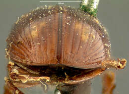 Image of <i>Aphodius congregatus</i>