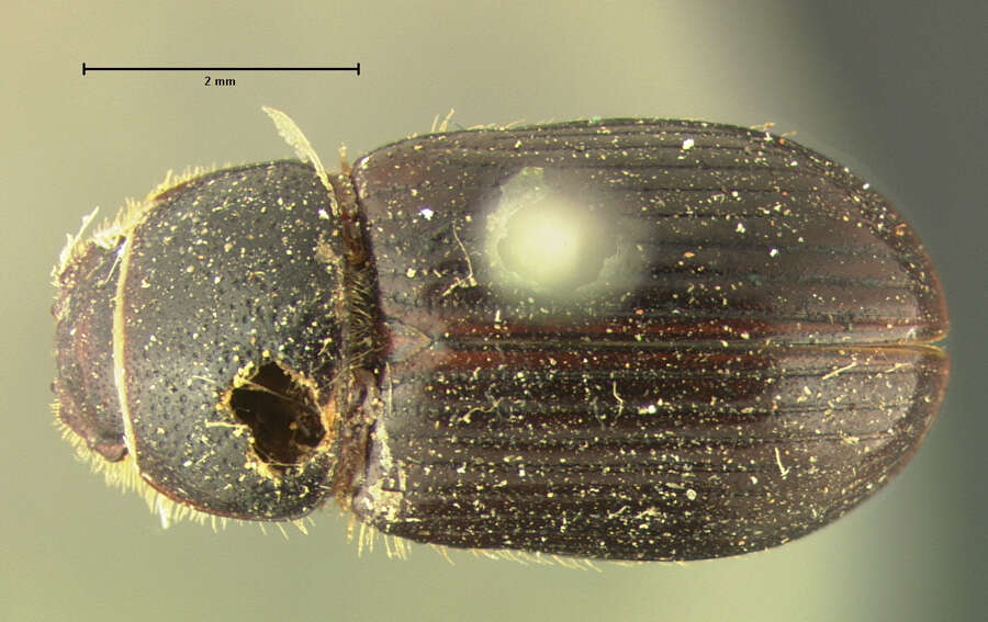 Image of <i>Aphodius denticulatus</i>