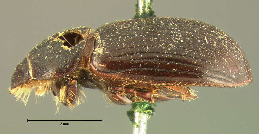 Image of <i>Aphodius denticulatus</i>