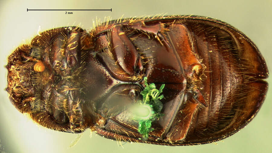 Image of <i>Aphodius denticulatus</i>
