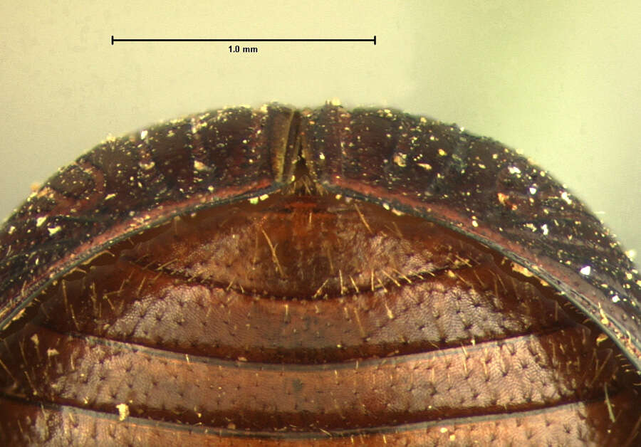 Image of <i>Aphodius denticulatus</i>