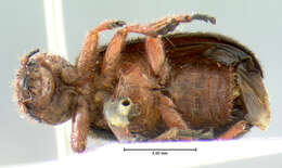 Image of Chariessa elegans Horn 1870