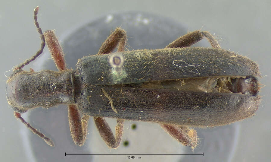 Image of Cymatodera californica Horn 1868