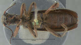 Image of Cymatodera californica Horn 1868