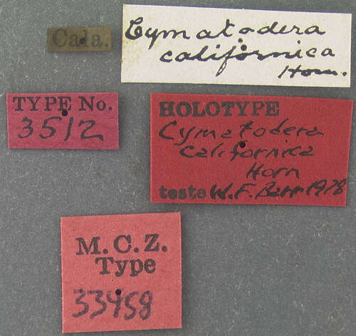 Image of Cymatodera californica Horn 1868