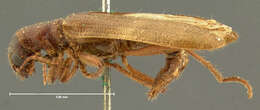 Image of Cymatodera oblita Horn 1876