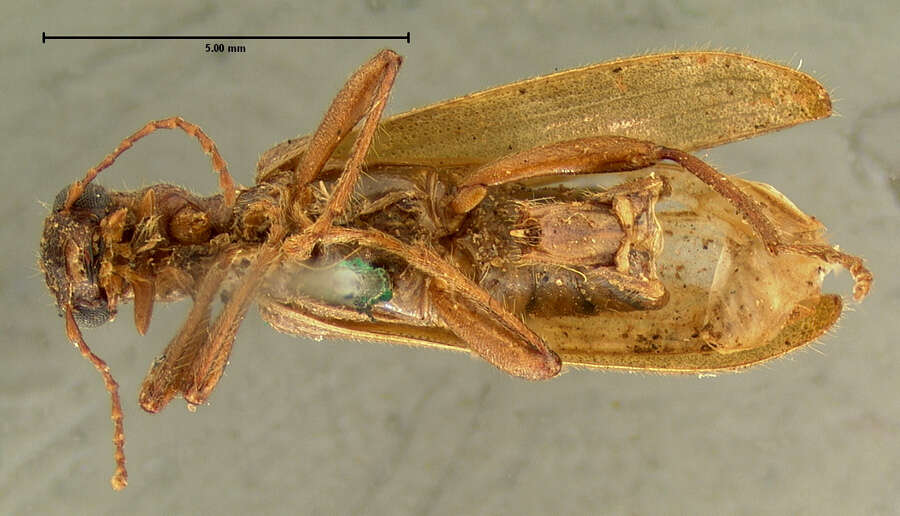 Image of Cymatodera oblita Horn 1876