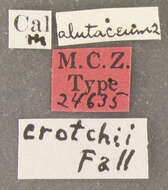 Image of Ernobius crotchii Fall 1905