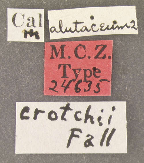 صورة Ernobius crotchii Fall 1905