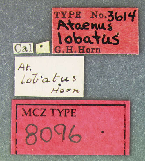 Imagem de Ataenius lobatus Horn 1871