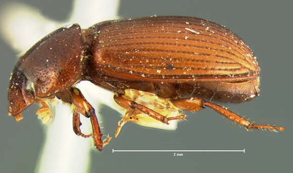 Image of Pseudataenius