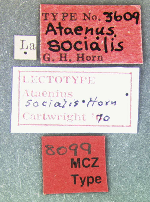 Image of Pseudataenius socialis (Horn 1871)